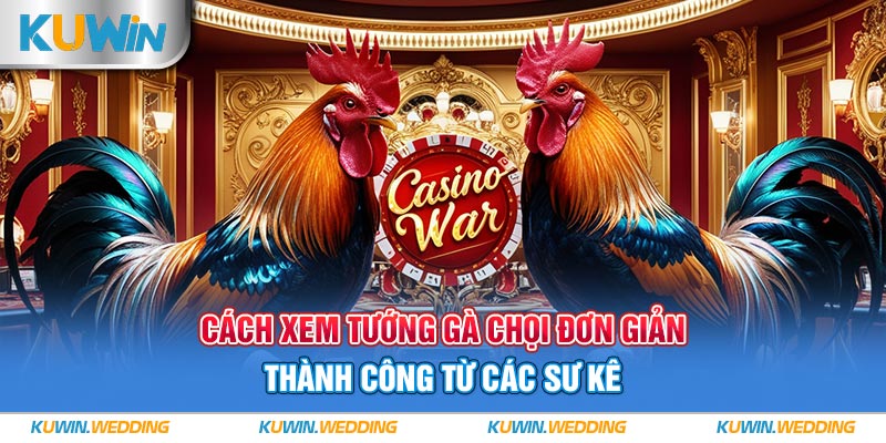 Cách Xem Tướng Gà Chọi Đơn Giản, Thành Công Từ Các Sư Kê