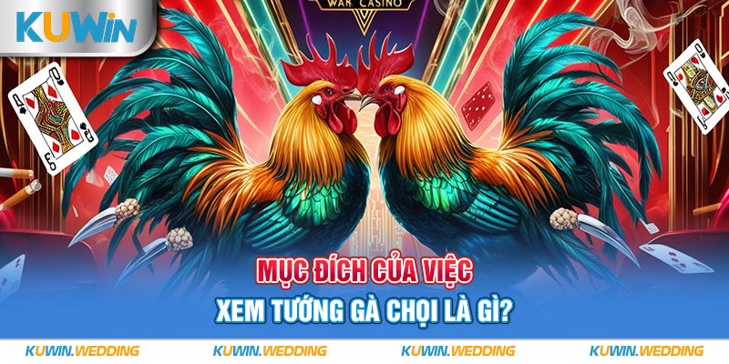 Mục đích của việc xem tướng gà chọi là gì?