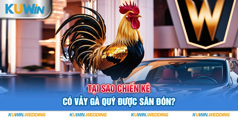 Tại sao chiến kê có vảy gà quý được săn đón?