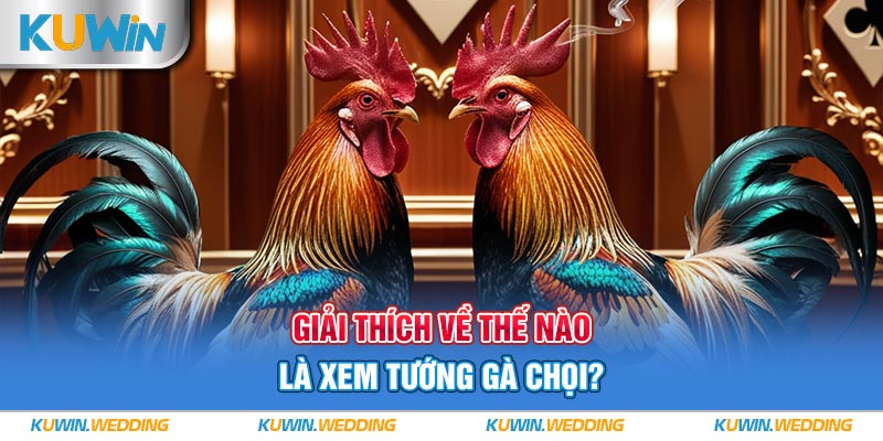 Giải thích về thế nào là xem tướng gà chọi?